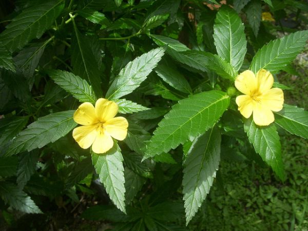 Damiana Leaf is a powerful tonic that boosts sexual performance. It can help the body fight disease, regulate blood pressure, and balance hormones.
