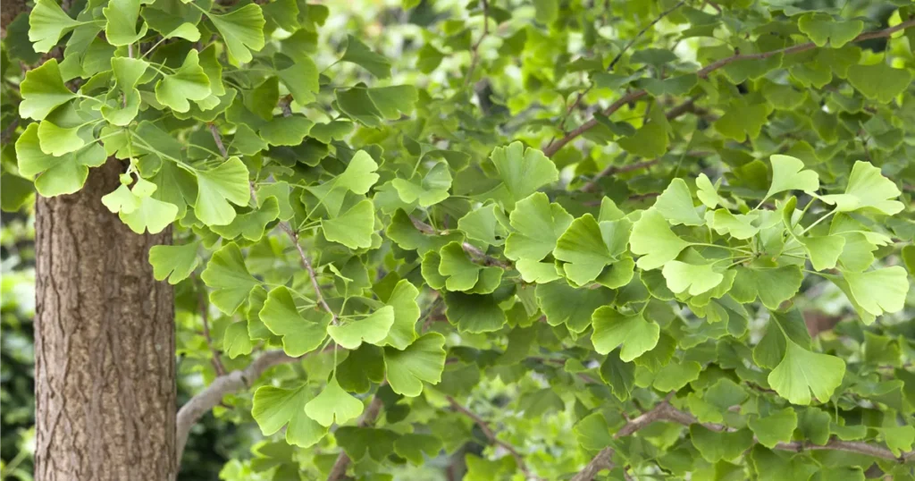 Ginkgo Biloba is an adaptogenic herb that helps the body sustain and improve its function