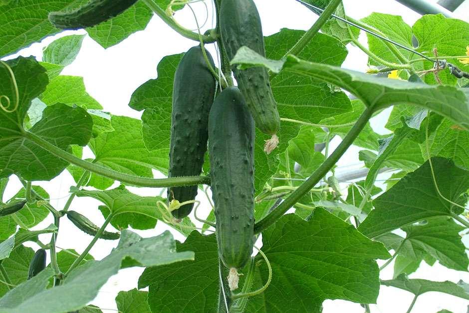 13 Facts About Cucumbers You Need To Know