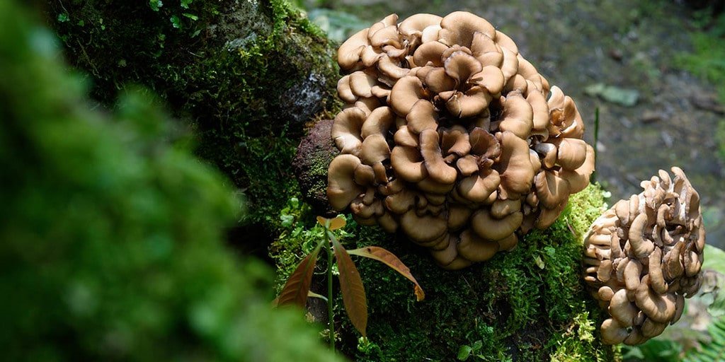 Hen of The Woods Maitake Mushroom