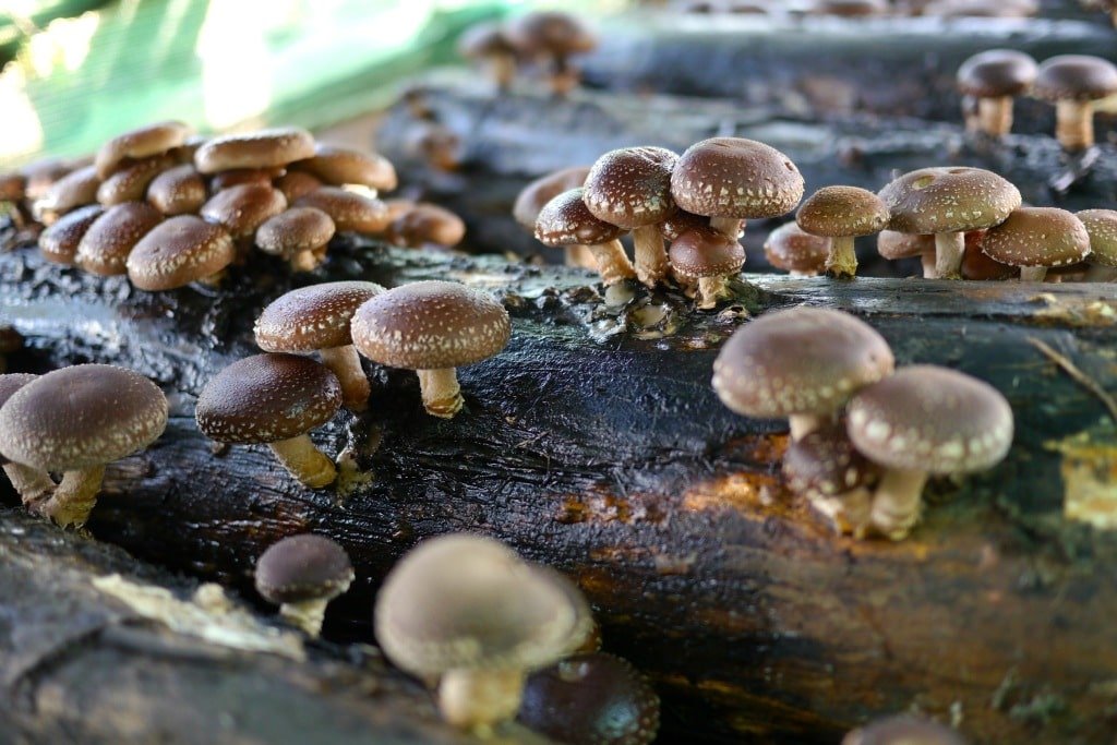 How shitake mushroom helps boost your immune system