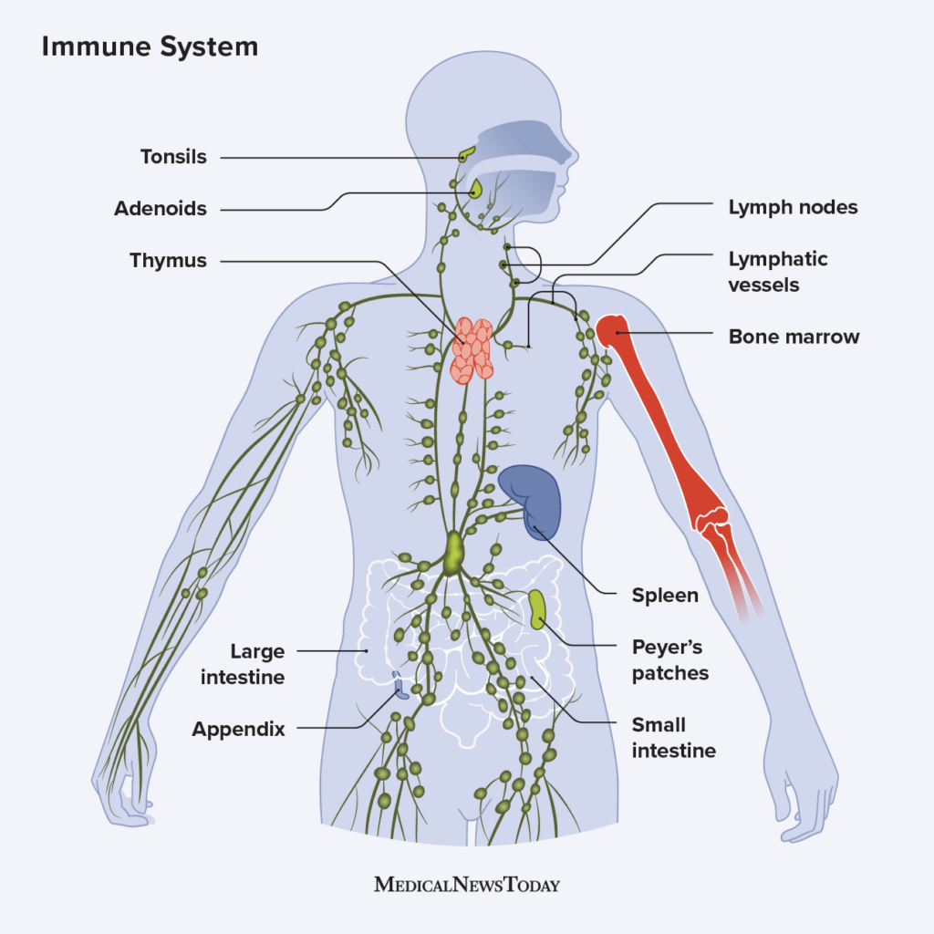 Immune System Is The Key To Good Health And Vitality