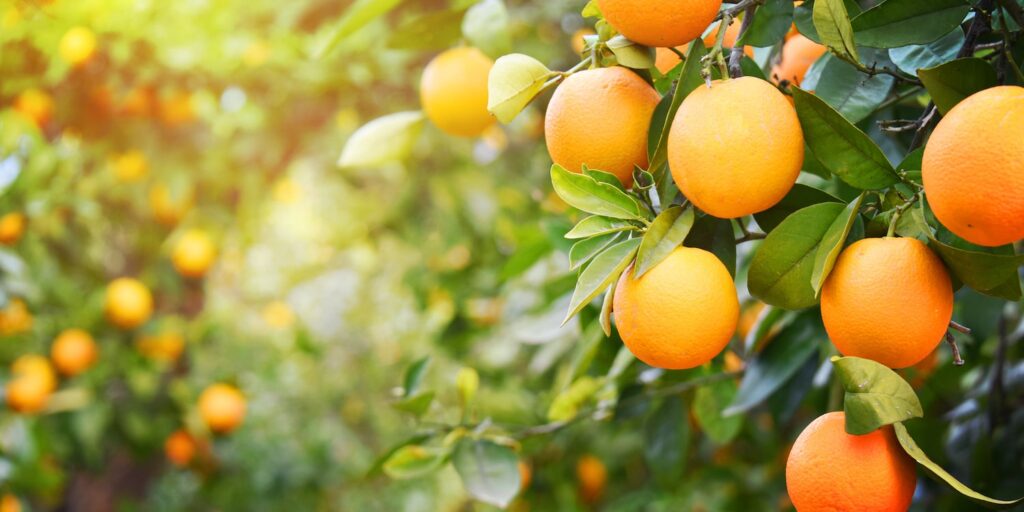 Oranges also contain other essential substances to boost immune system function