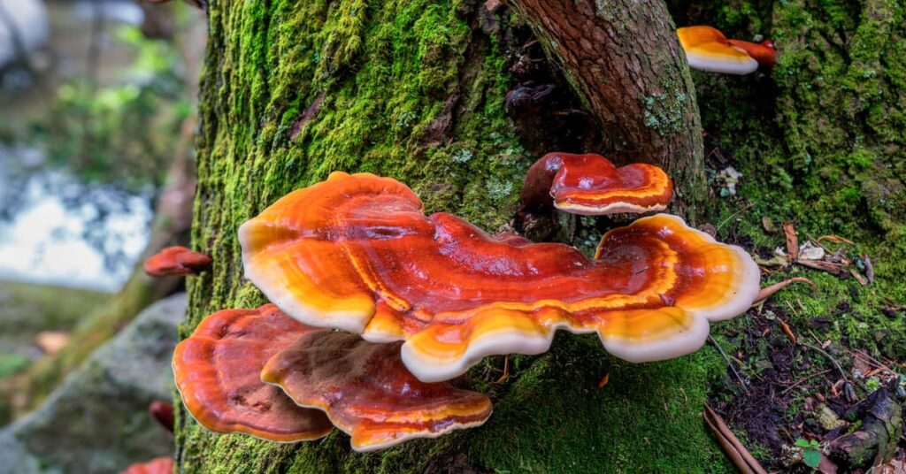 How Reishi Mushroom helps boost your immune system